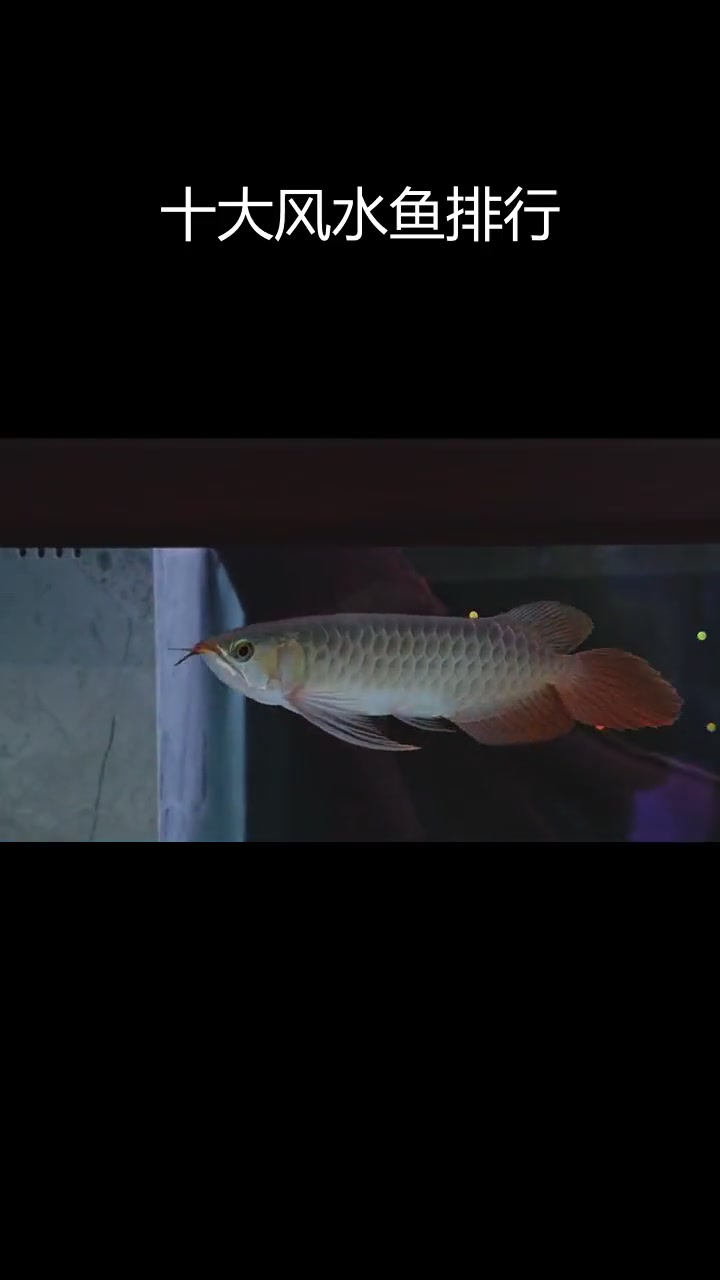 风水鱼排名大揭秘,第一名竟然是它!