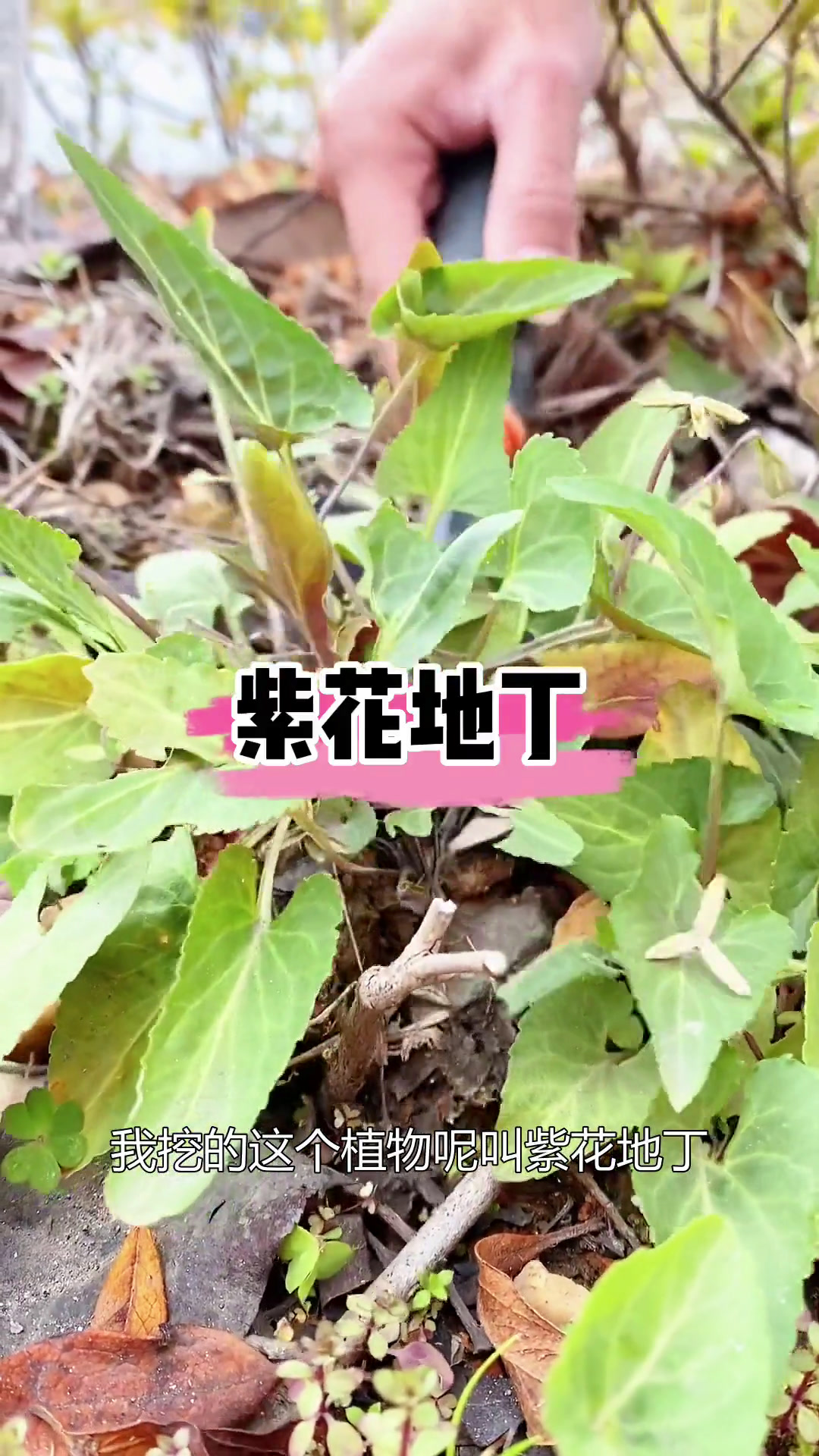 紫花地丁:春季美味野菜,根如钉子般插入地里