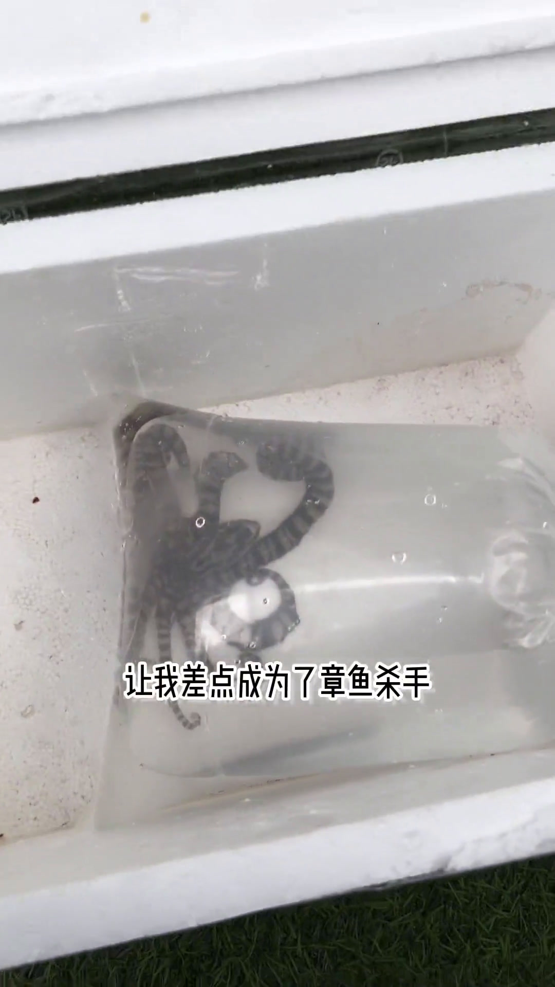 终于见到活拟态章鱼,颜值天花板惊艳登场