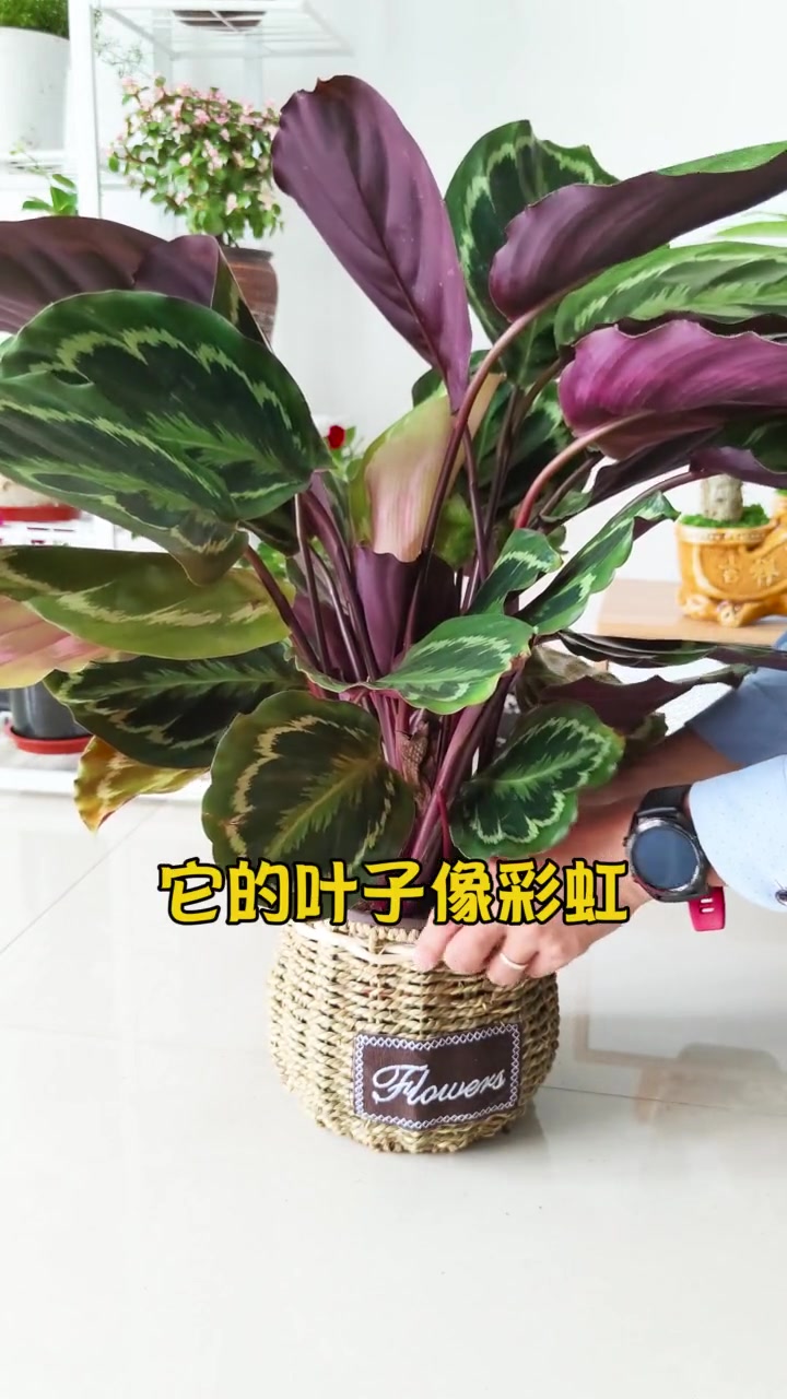 彩虹竹芋:无需阳光,叶子如彩虹般美丽,清新空气又好养护