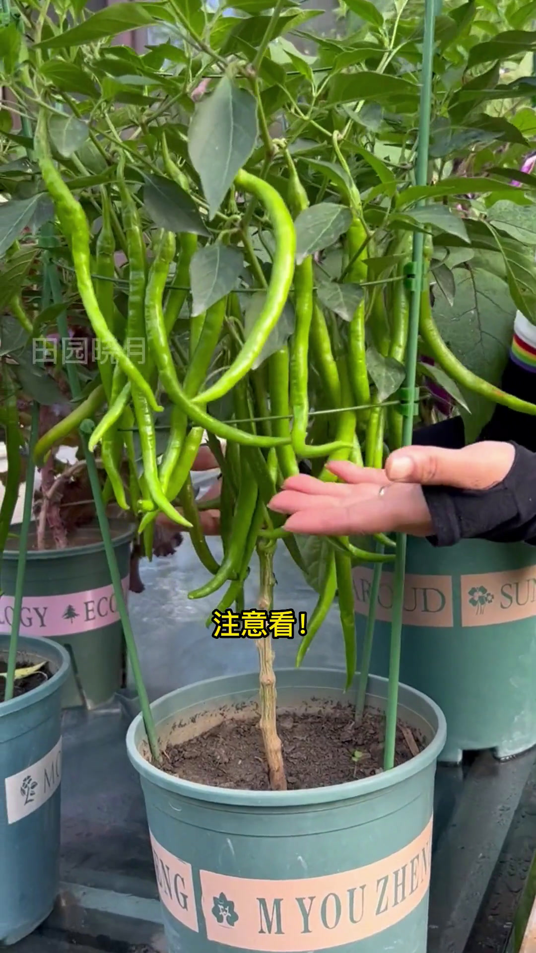 阳台盆栽辣椒,川椒二荆条超高产!
