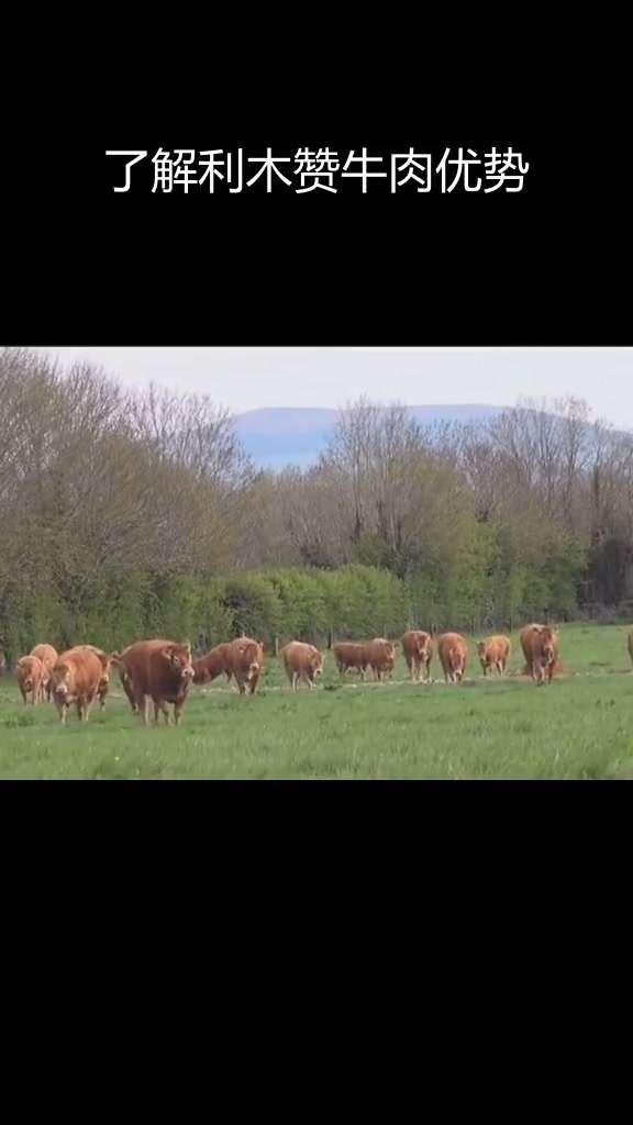 利木赞牛:法国传统肉牛品种的优势与挑战