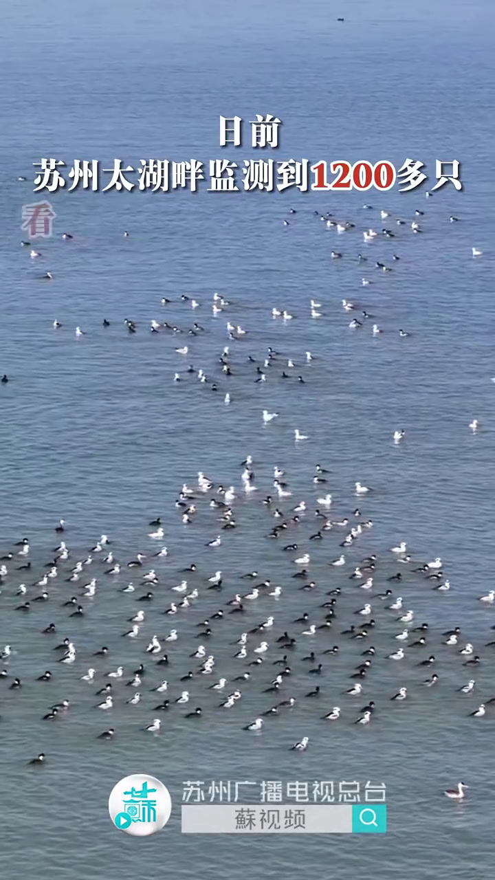 罕见!全球4%的熊猫鸭聚集在苏州太湖