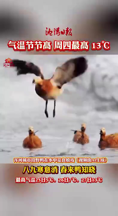 步入“八九”,沈城温度大幅升高。今天最高气温7℃,明天最高气温13℃,在浑河城市段,野鸭在