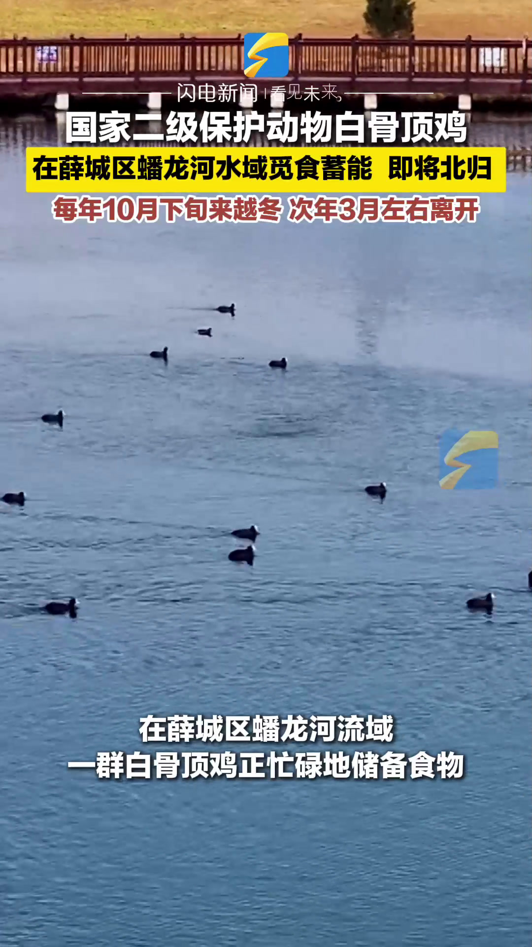 国家二级保护动物白骨顶鸡 在薛城区蟠龙河水域觅食蓄能即将北归