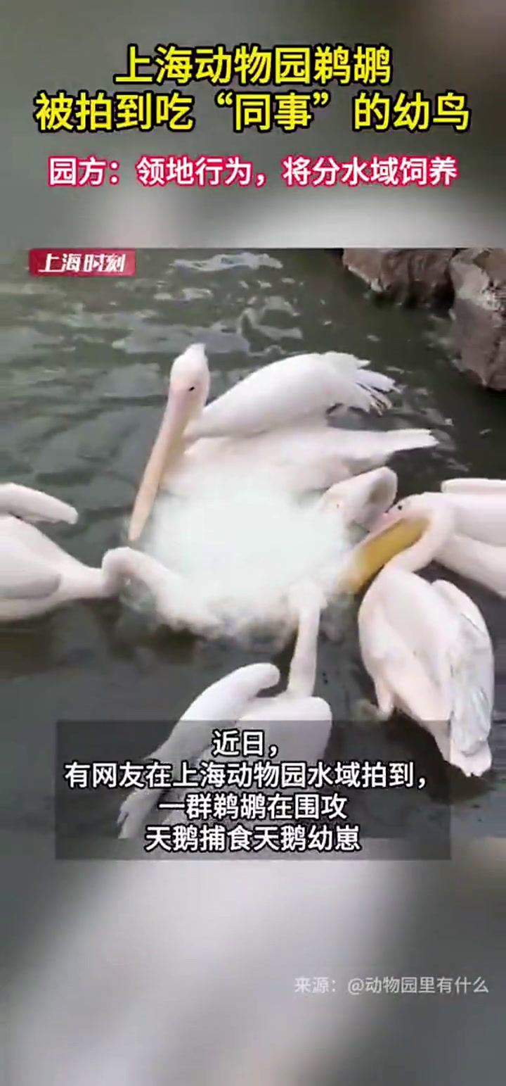 一群鹈鹕围攻天鹅捕食幼崽，游客拍打栏杆阻止未果！上海动物园回应