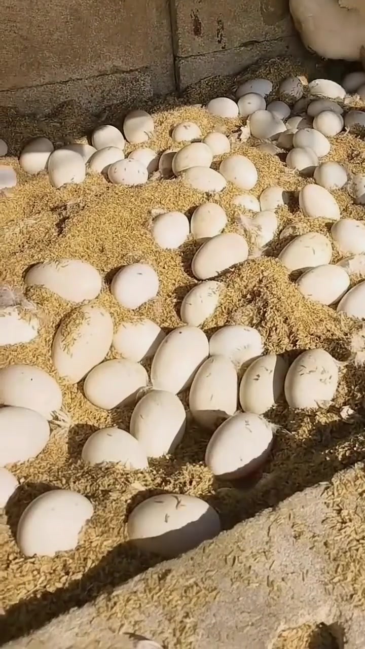 农村养鹅技术 大鹅多长时间,产蛋你知道吗