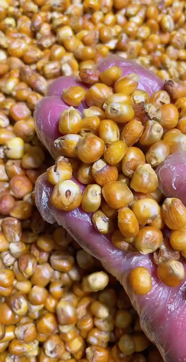 家乡味道 无糖哑巴豆爆米花 糯玉米烀完沙子炒 嘎嘣脆 每袋400克 喜欢吃的家人们来吧