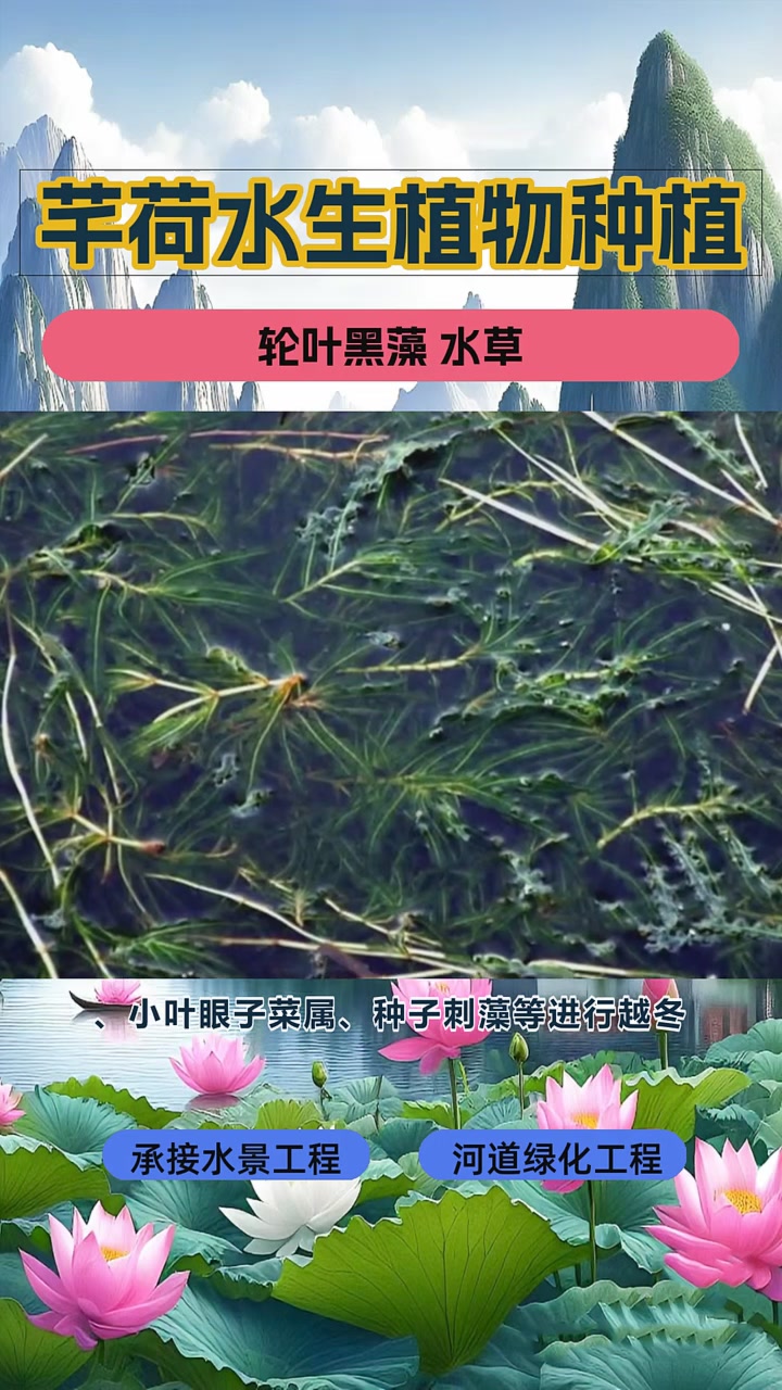 沉水植物大全 轮叶黑藻 水草