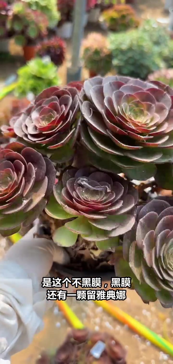 直播间特惠!雅典娜绿植限时抢购,快来挑选吧!