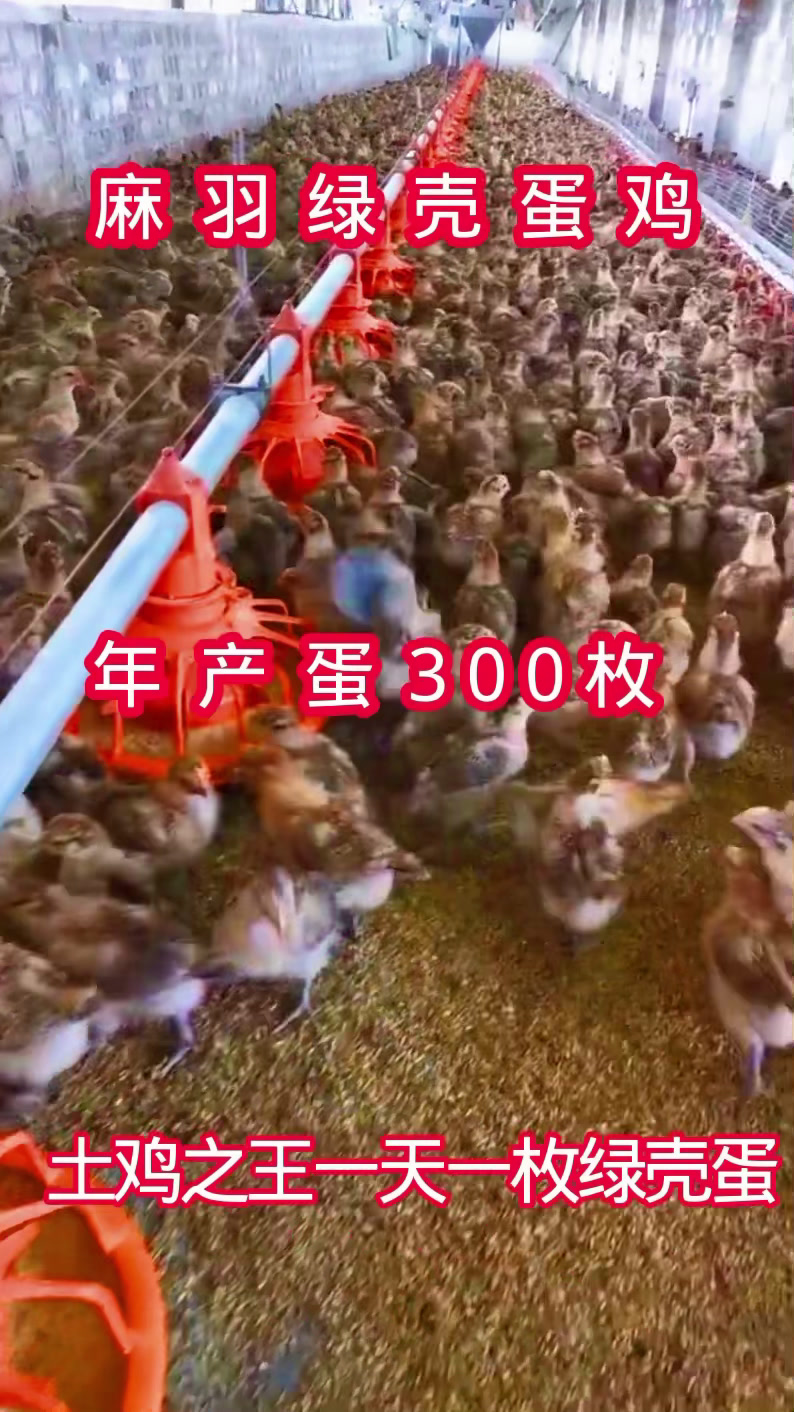 麻羽绿壳蛋鸡回家就下蛋