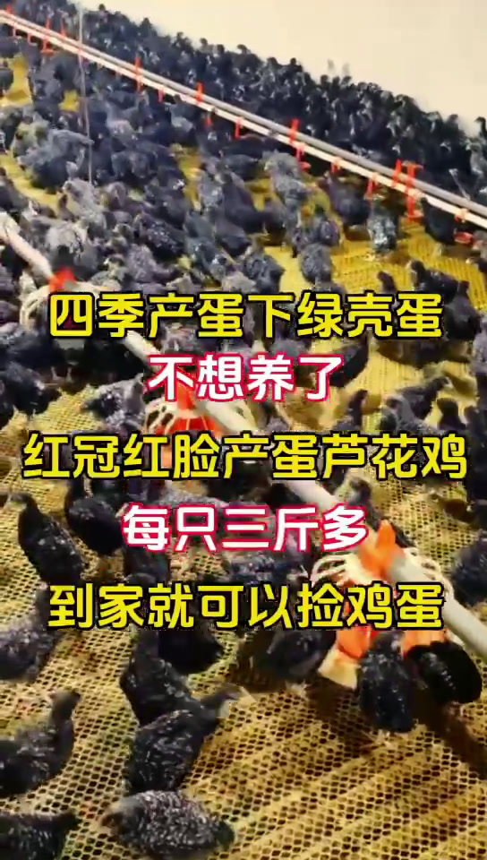 芦花鸡红冠红脸产蛋芦花鸡