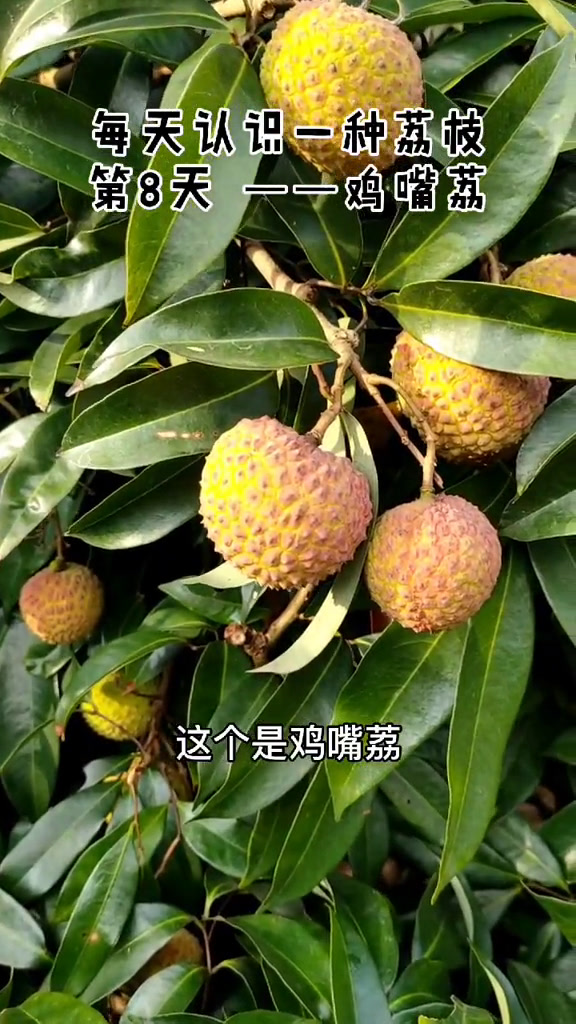 今天带来鸡嘴荔,给大家展示个独特的行为艺术