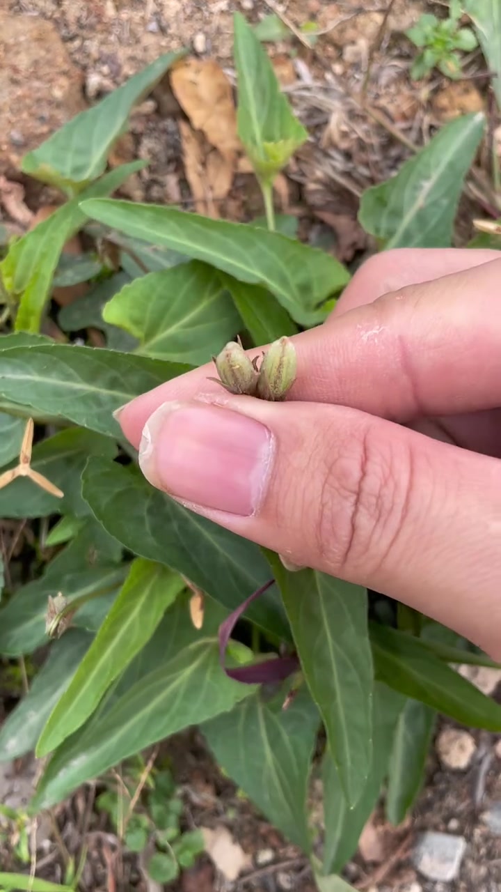 中草药科普