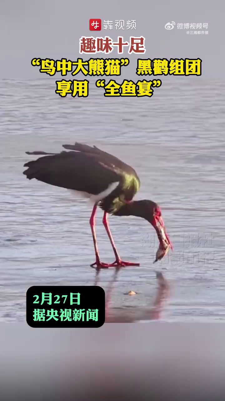 「趣味十足!鸟中大熊猫黑鹳组团享用全鱼宴」2月27日,据央视新闻。气温回暖,春季候鸟迁徙拉
