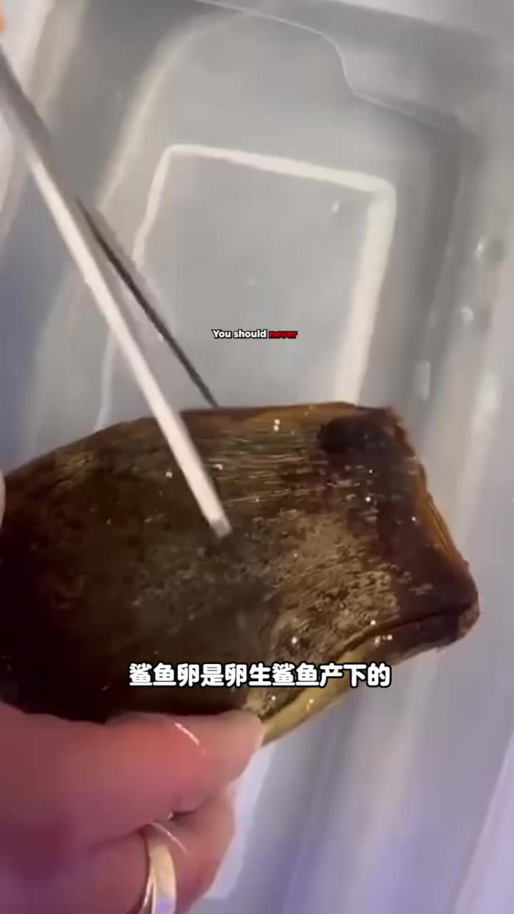 什么是鲨鱼卵?