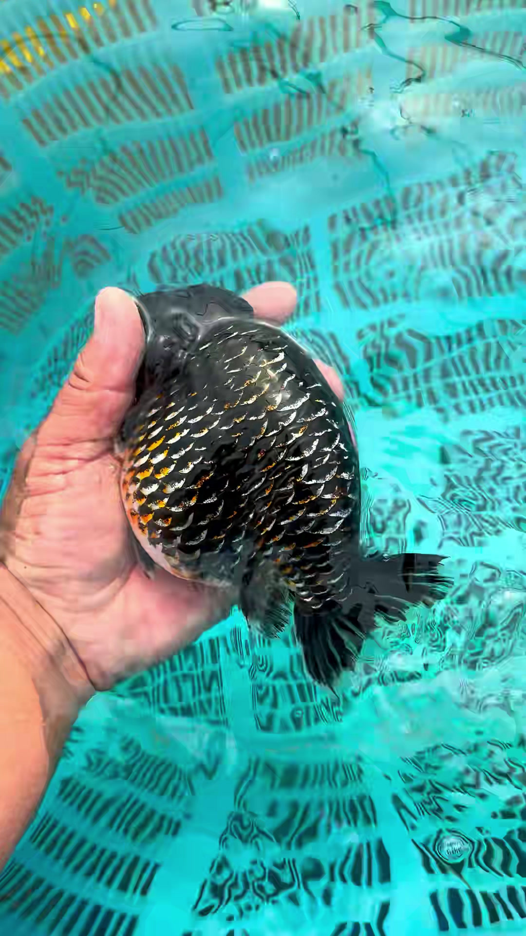 龙鳞纹麒麟兰寿