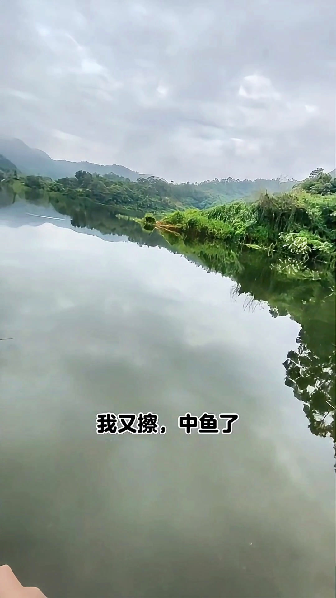 哇好大,没见过这么大的吉利慈鲷