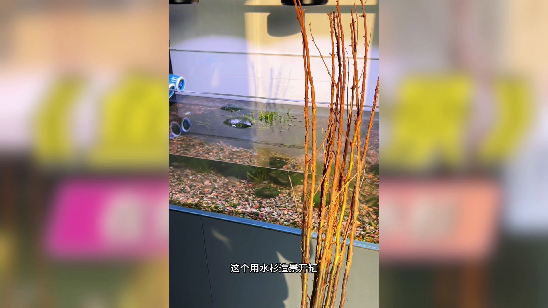 鱼缸里的水杉造景开始了