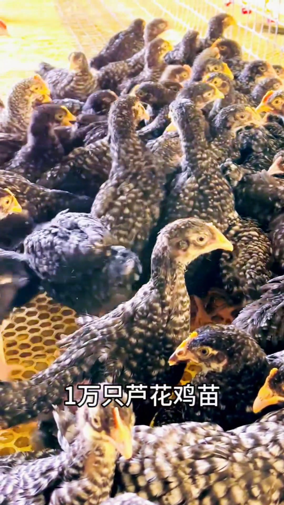 芦花鸡苗、绿壳蛋鸡苗