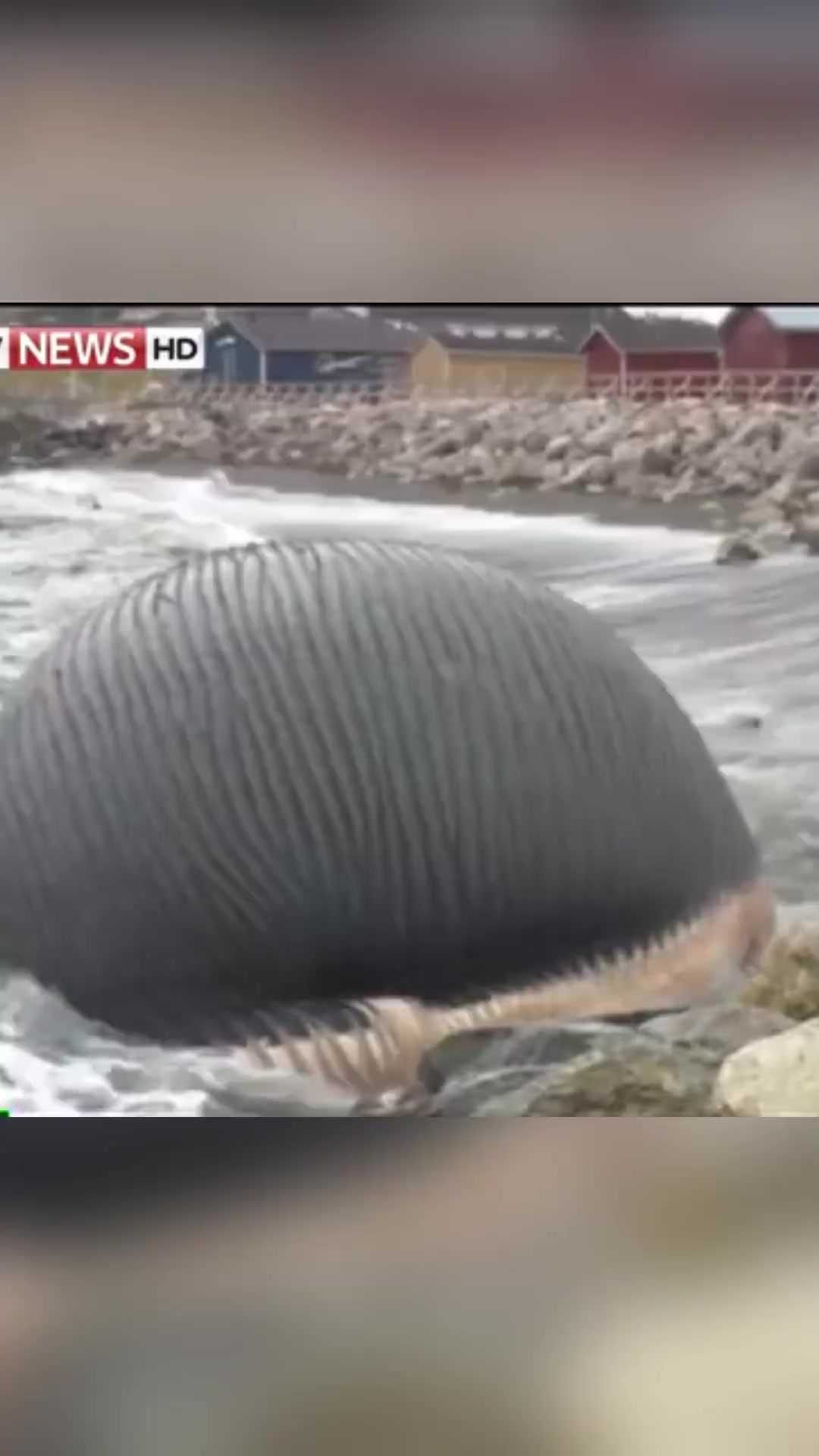 鲸鱼爆炸犹如一个定时炸弹一样恐怖