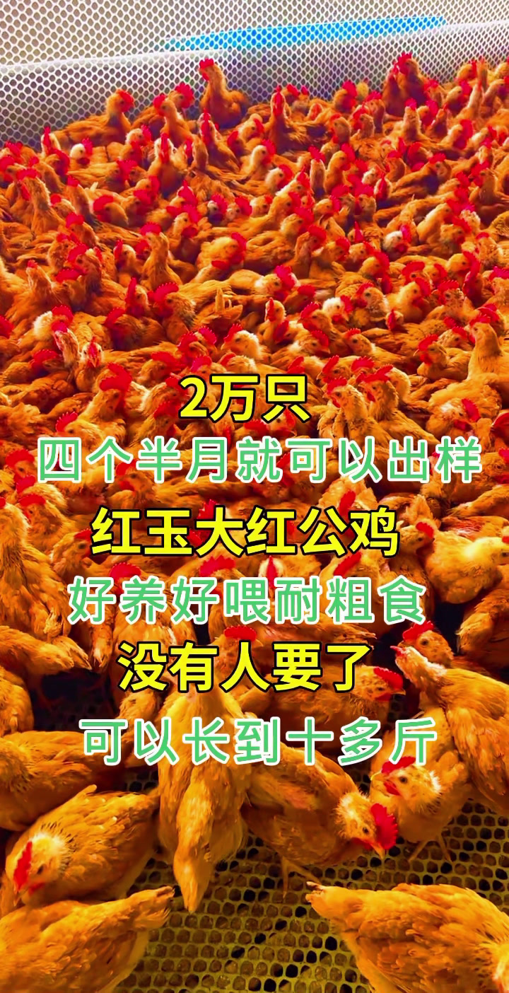 成年能长10多斤的红玉380大红公鸡
