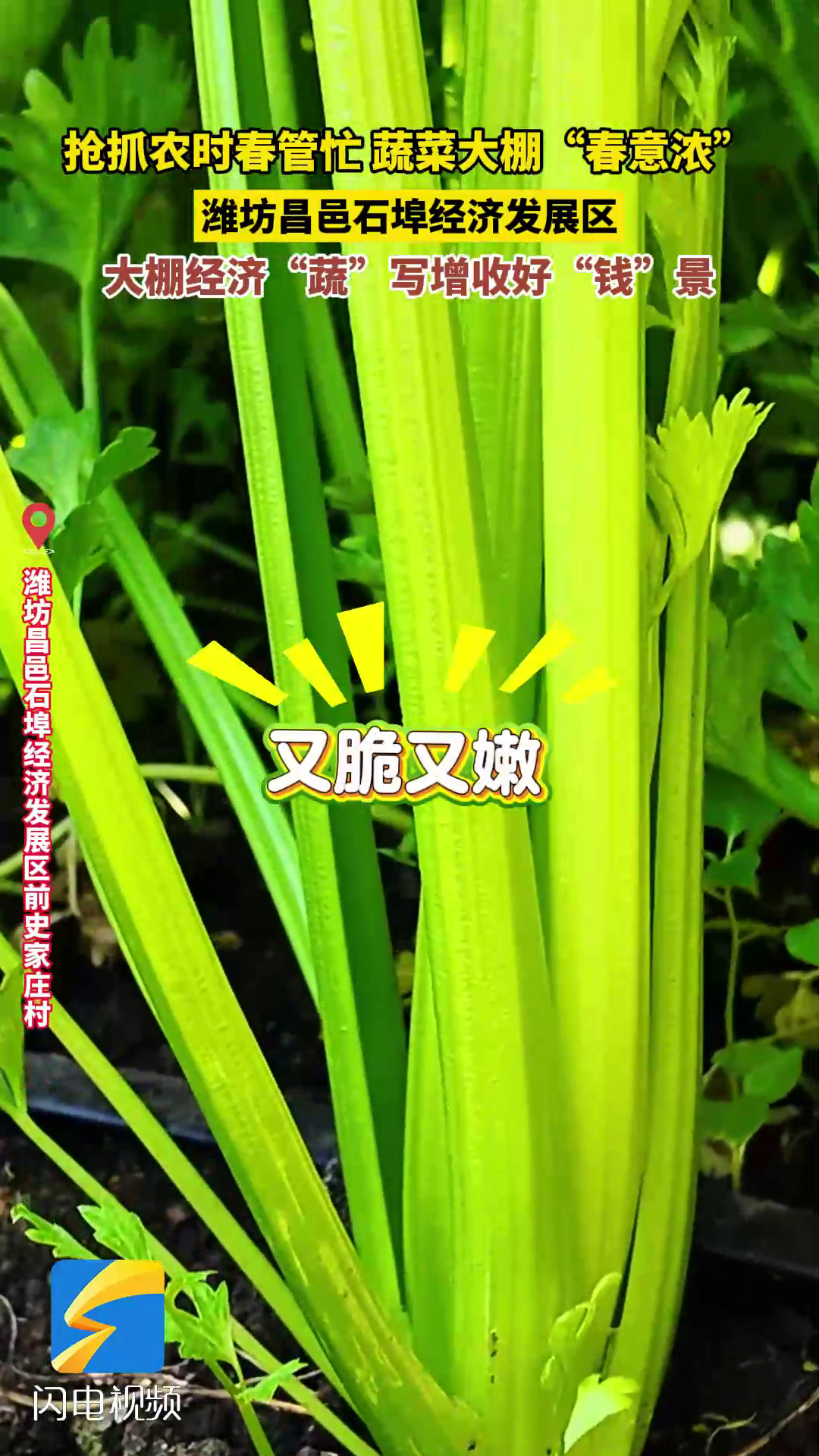 潍坊昌邑:抢抓农时春管忙 蔬菜大棚“春意浓”