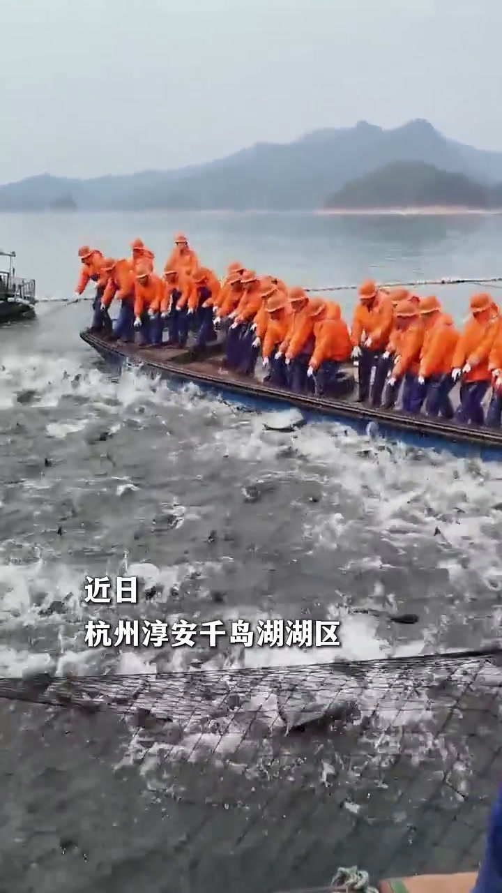 吃货们有福了!千岛湖蛇年第一捕收获6万余斤鲢鳙鱼,其中还有两条金色“鱼王”