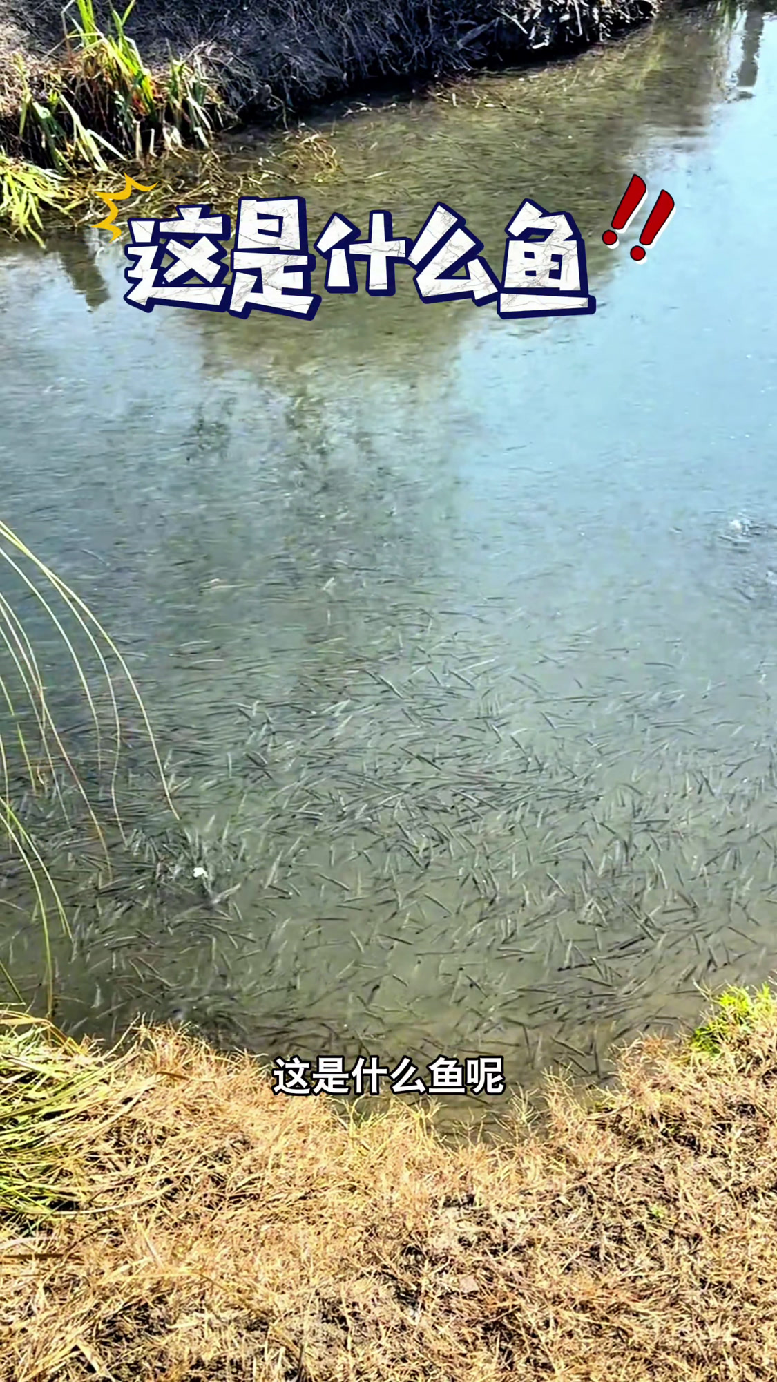 这是什么鱼呢?是不是柴鱼呢?我的钓鱼日记 钓鱼也能这么