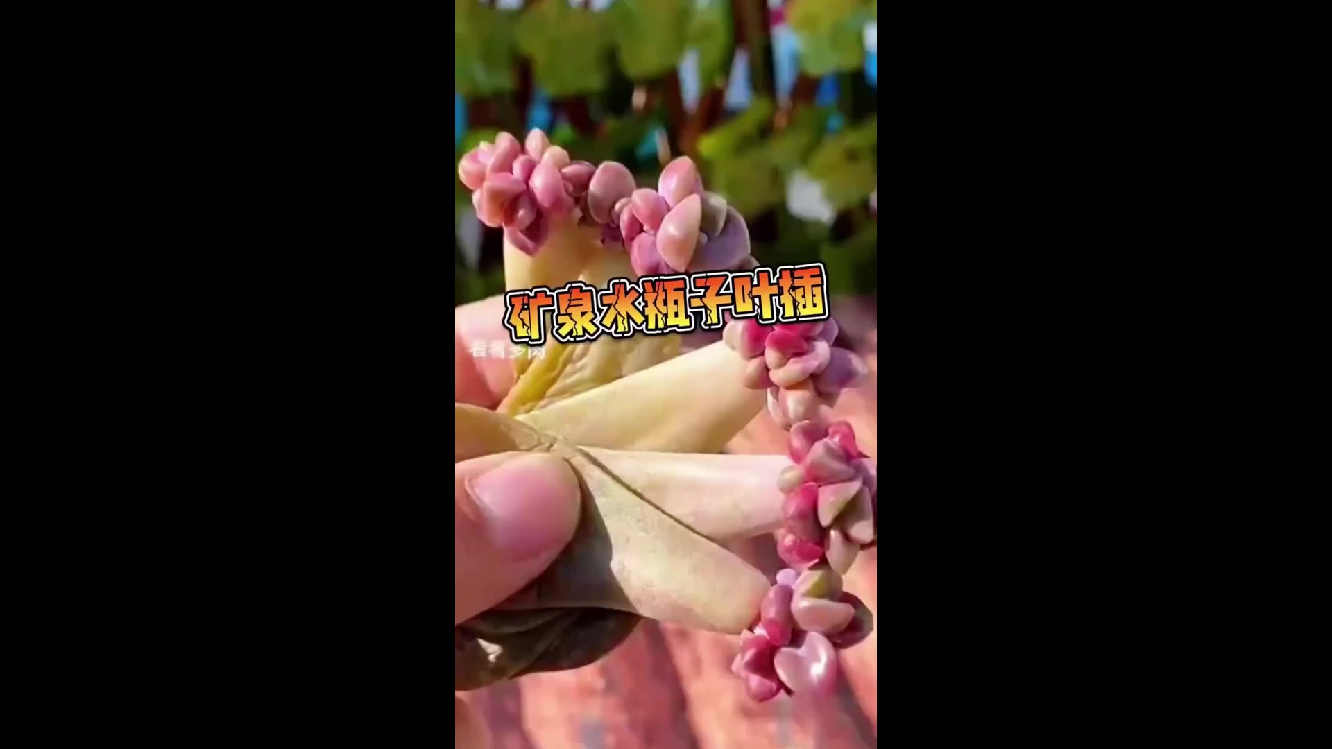 家里用完的饮料瓶子不要再丢啦。简单做个花盆用来叶插多肉不香嘛