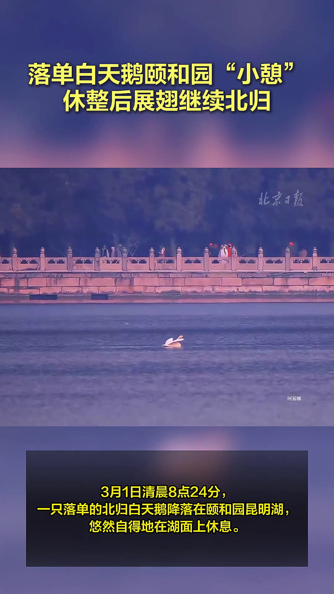 别害怕,向前飞!落单白天鹅颐和园“小憩”,休整后展翅继续北归