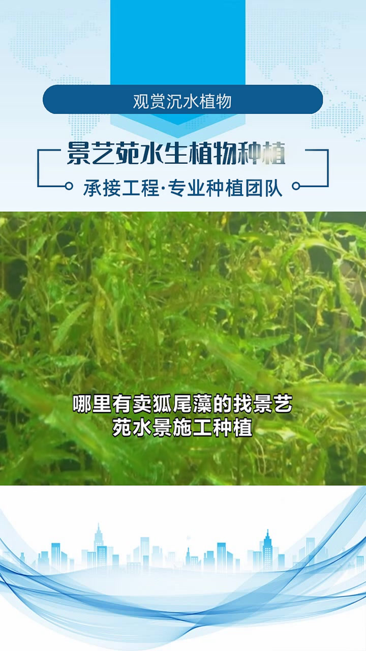 马来眼子菜哪里有卖