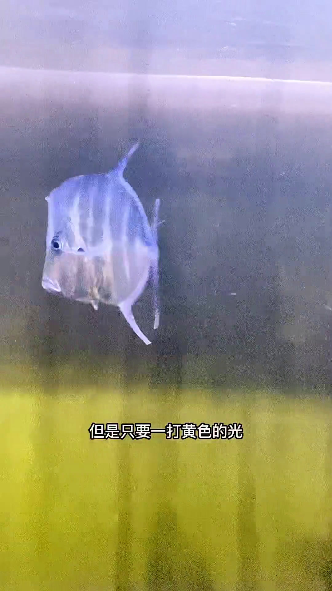 一只二维世界的鱼,鬼头刀