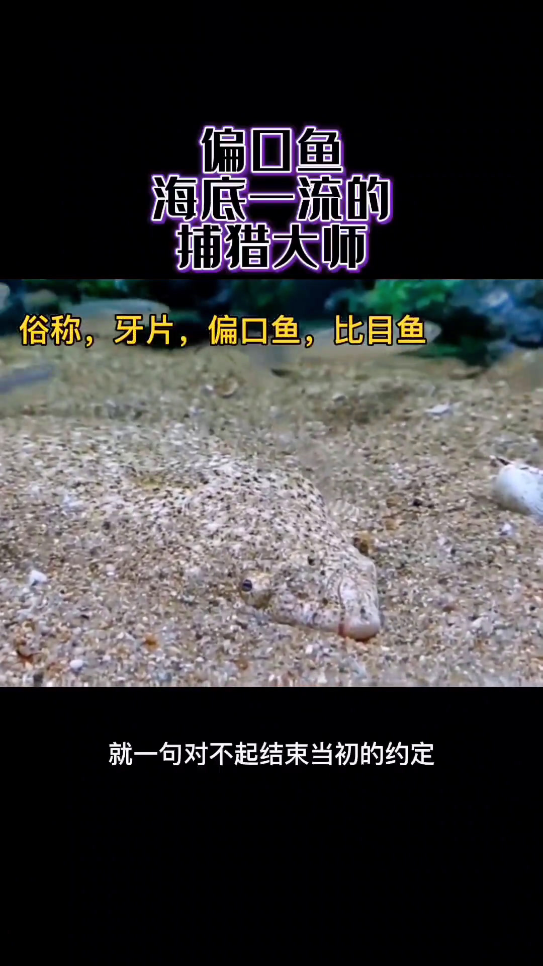 小小的比目鱼原来是这么捕猎的