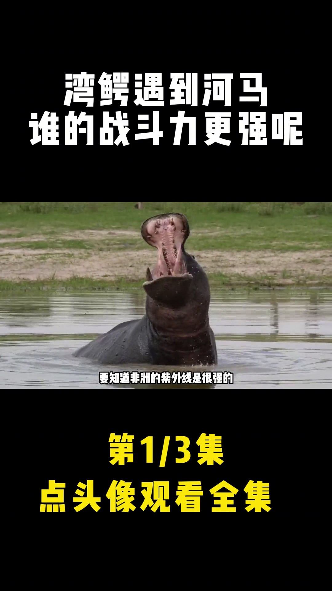 当尖嘴兽湾鳄,遇到大嘴怪河马,谁的战斗力更强呢?