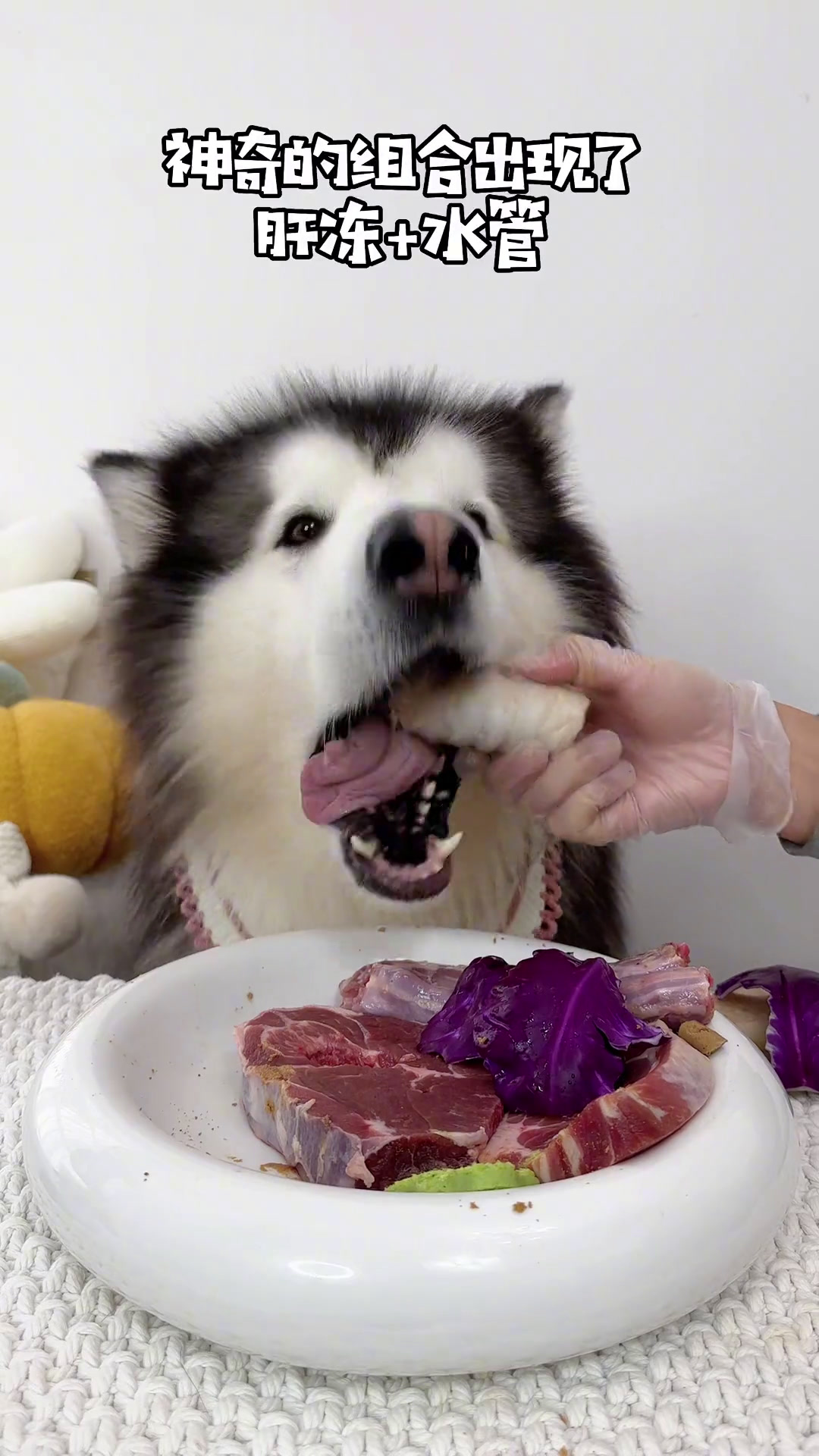 挑战升级了!夹心牛喉管……