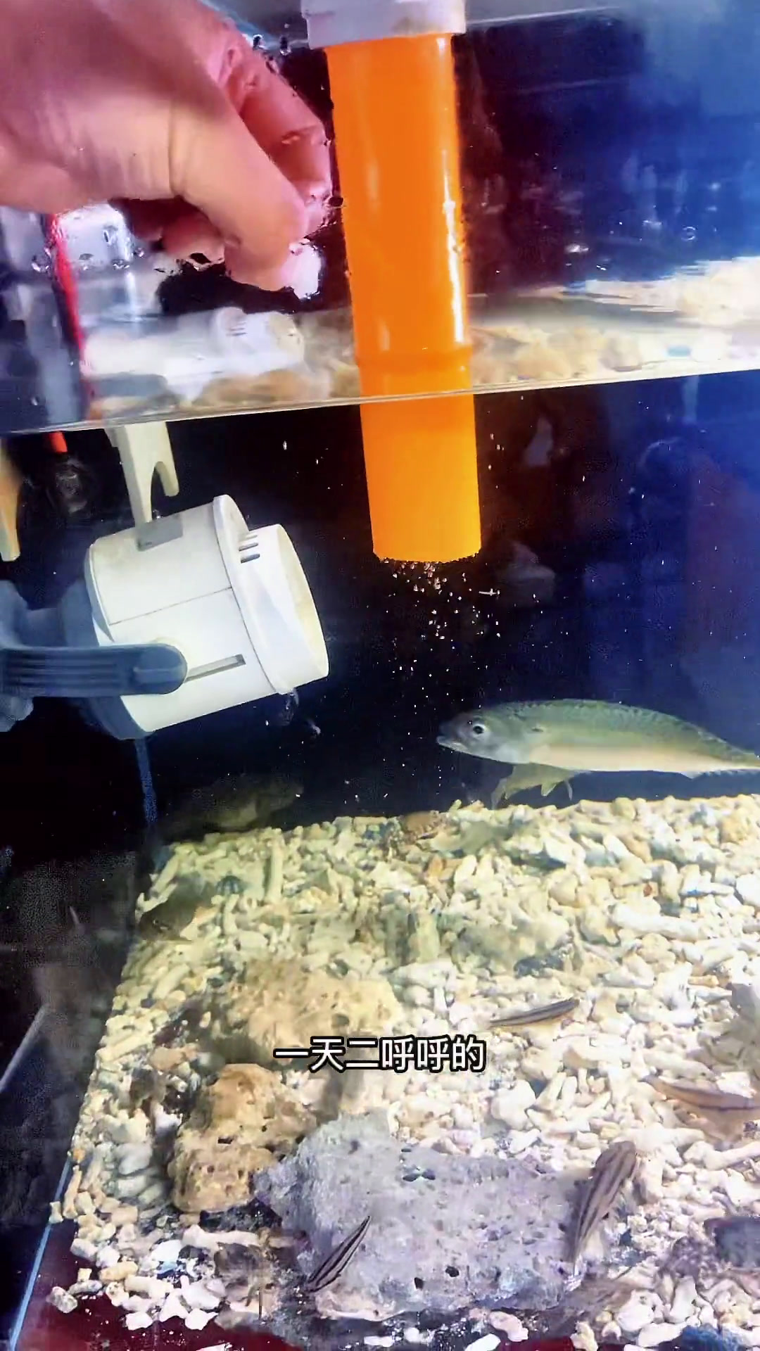 花鲅鱼太能吃了,谁知道哪里还能整到活的,我多养一些