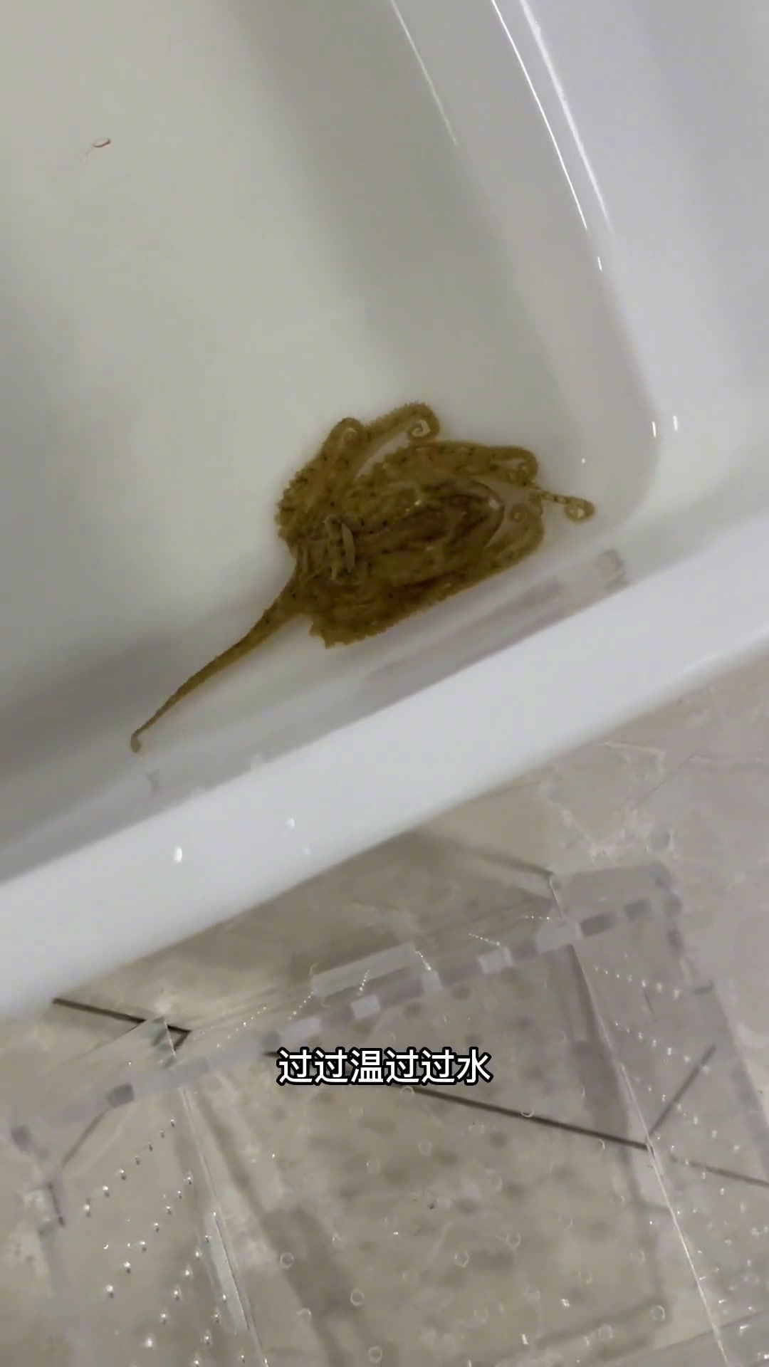 淡水喜欢斑马狗头,海水最喜欢章鱼