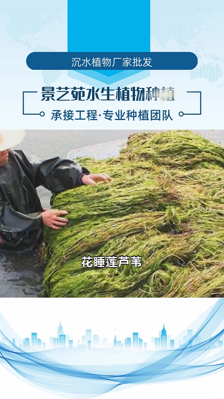 金鱼藻水草