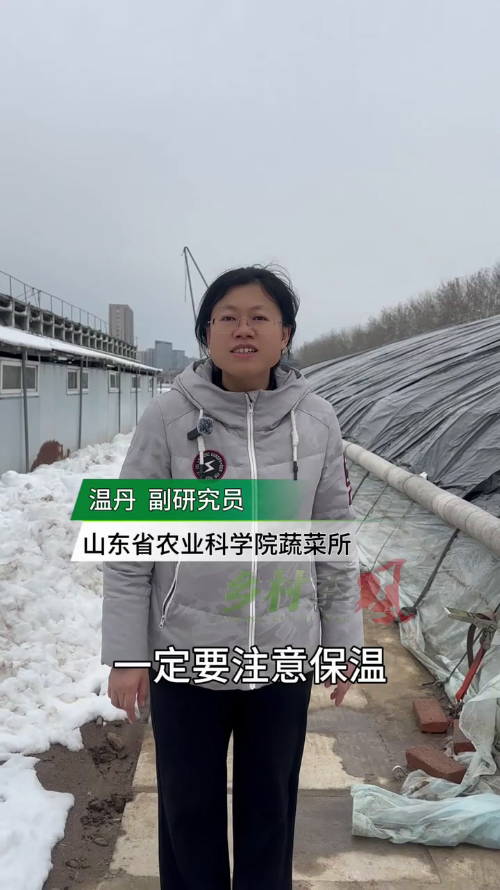 雪后蔬菜管理,保温、控水都重要
