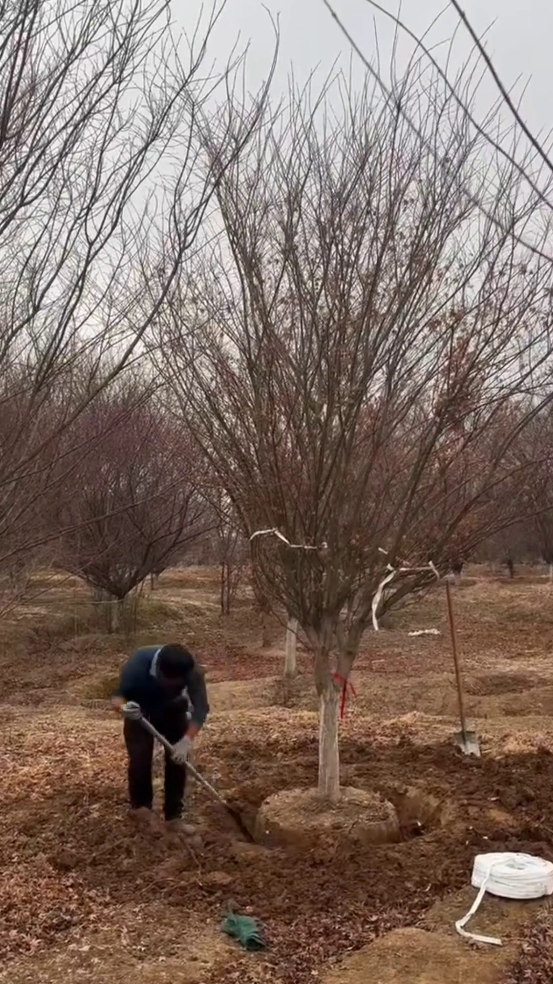 天昱生态苗木8-20公分鸡爪槭树