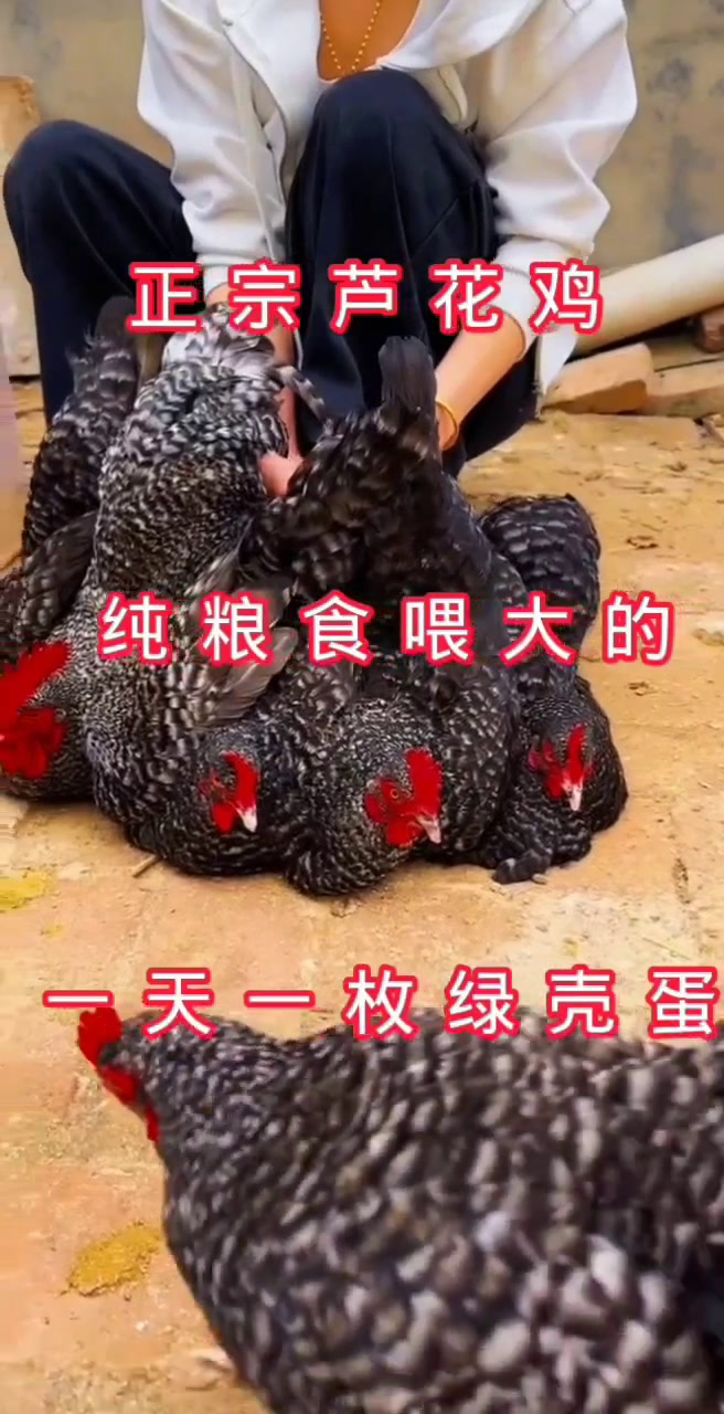 纯粮食喂养的芦花鸡产的都是绿壳蛋一天一枚