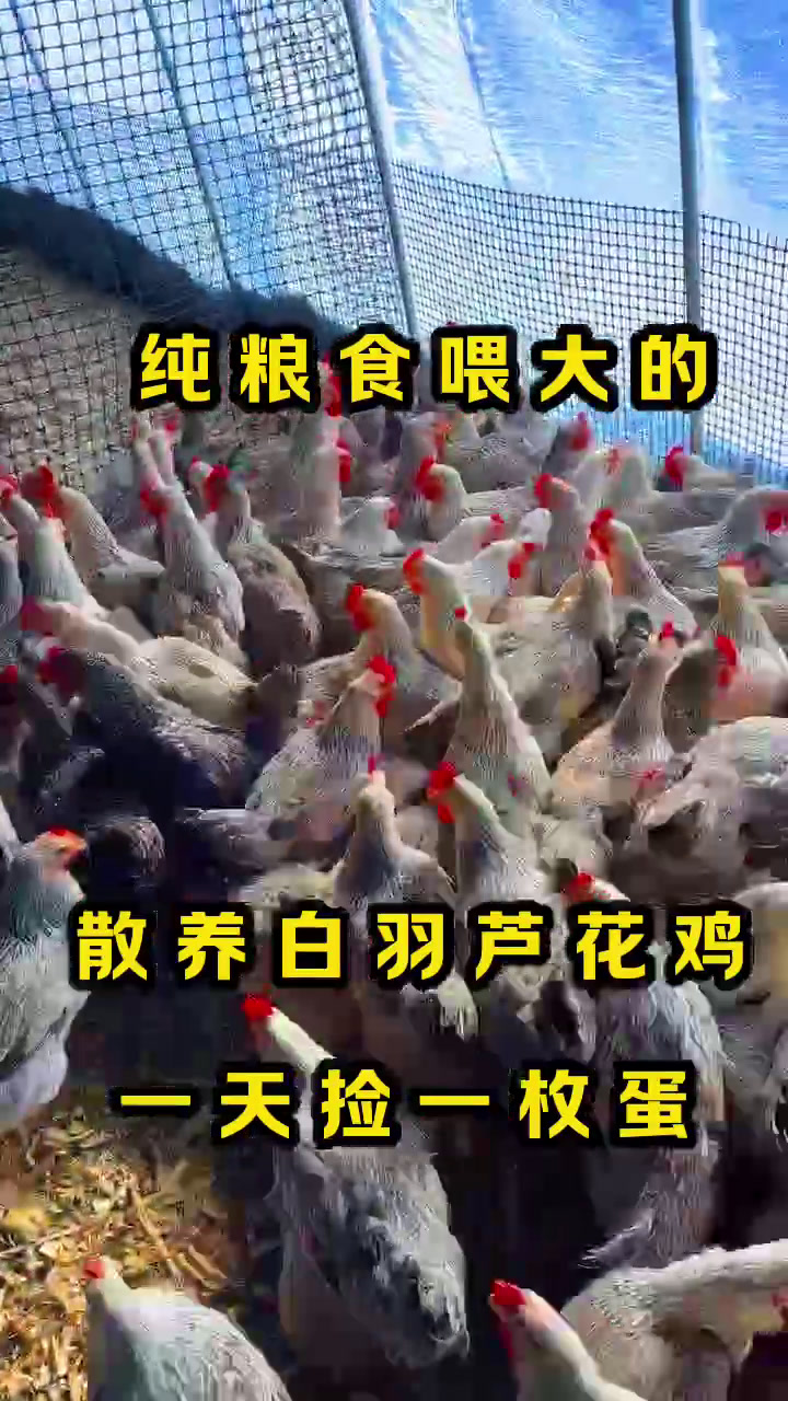 产绿壳蛋的白羽芦花鸡年产量300枚