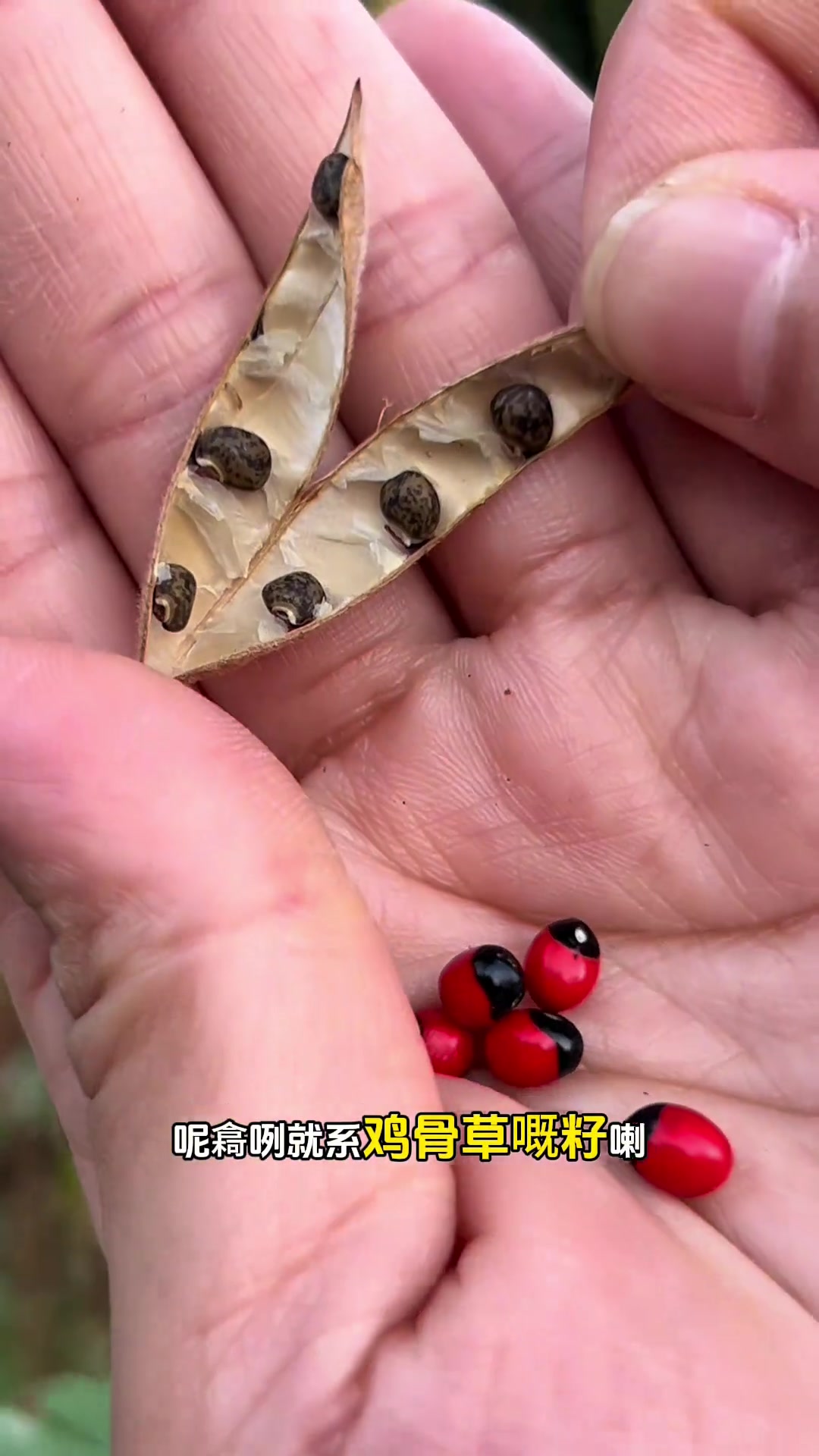 夏天广东靓汤里少不了的植物 大部份人都认错。看完视频你一定能分清了