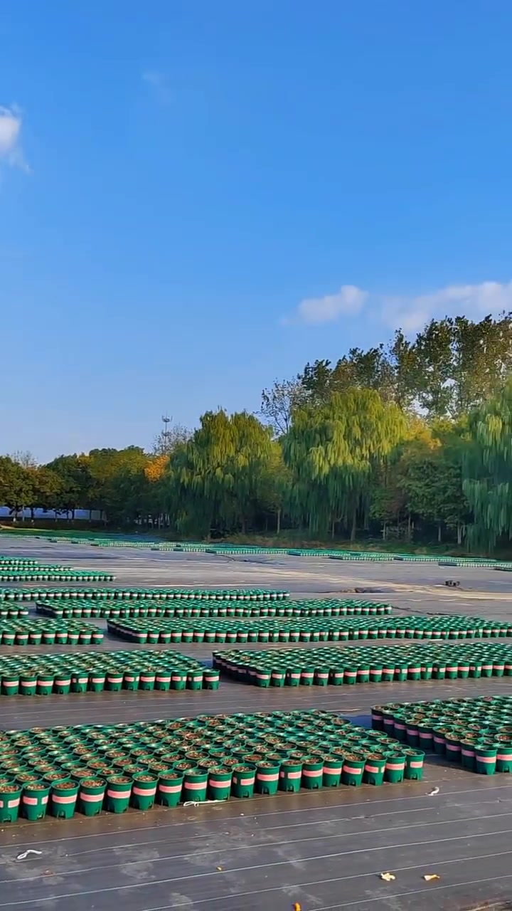 芳香苗圃基地日常记录 马上就是惊蛰,也到了农业生产最忙碌的时候,我们芳香苗圃基地今年又扩大