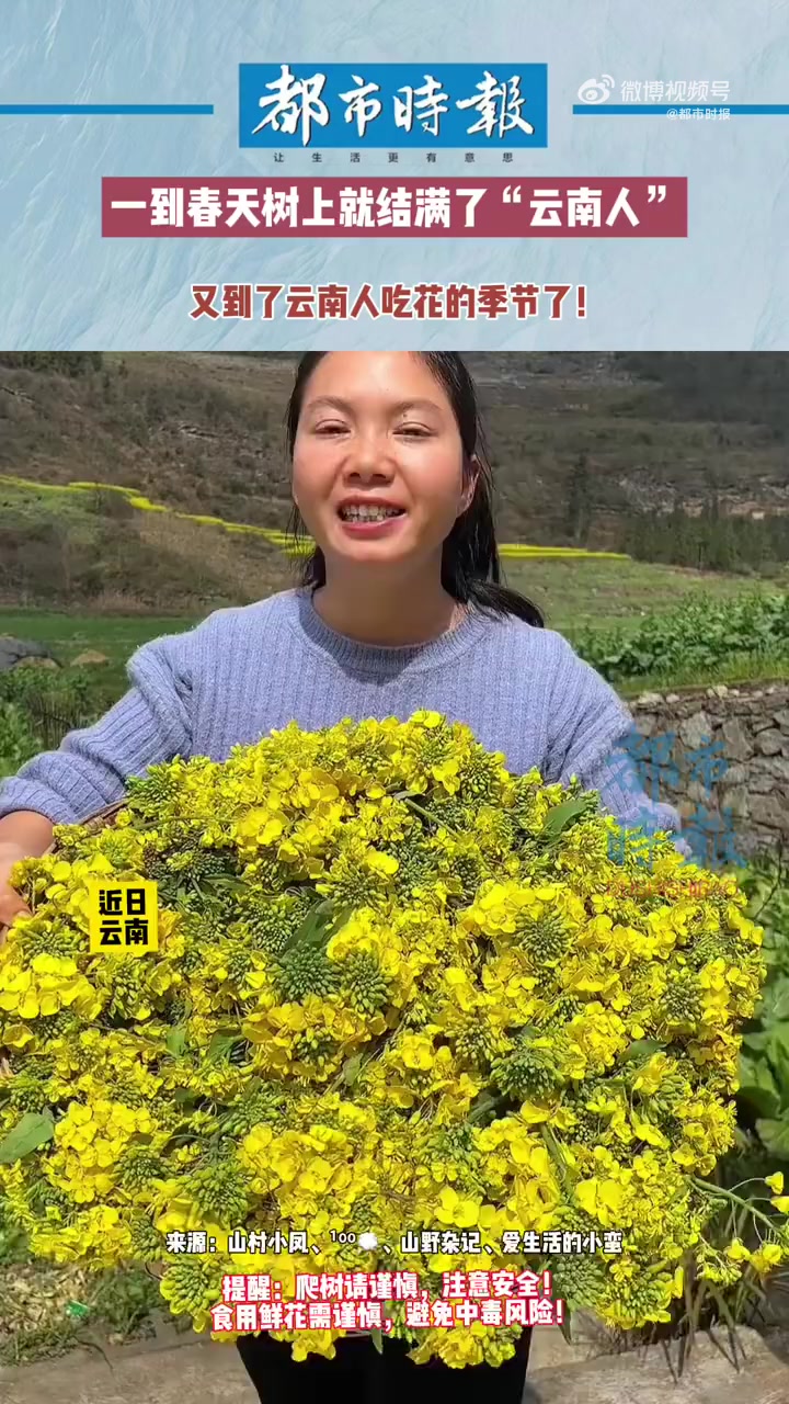 近日,云南。又到了云南人吃花的季节了!一到春天树上、花田就结满了“云南人”,油菜花、金雀花