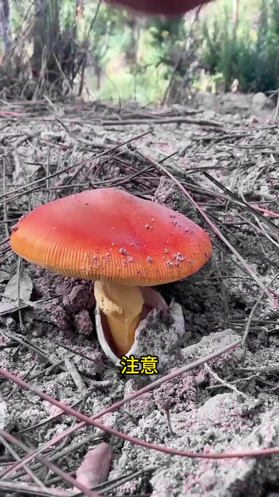 从“蛋壳”中长出的可是菌子:拟橙盖鹅膏菌