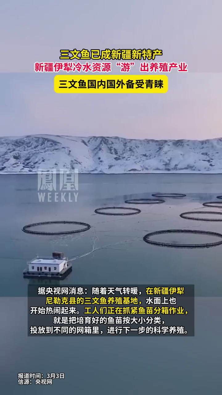 据央视网消息,随着天气转暖,新疆伊犁尼勒克县的三文鱼养殖基地也开始热闹起来!工人们正在抓紧