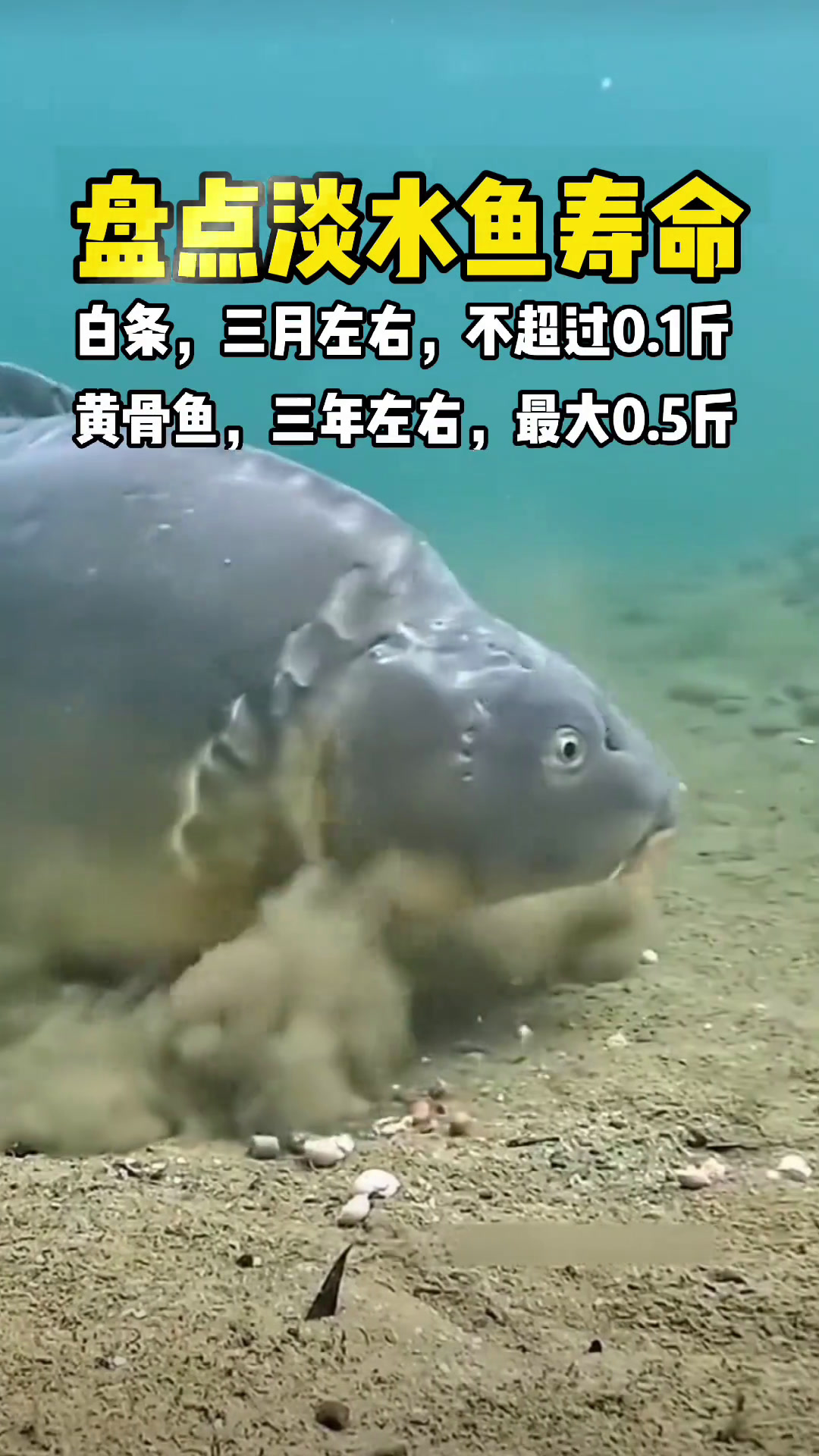 对面村钓鱼四十年老大爷总结出来的常见淡水鱼寿命以及能长到多大,钓友们可以参考