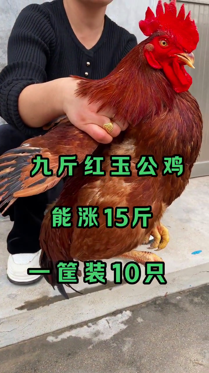 九斤红红玉380大红公鸡
